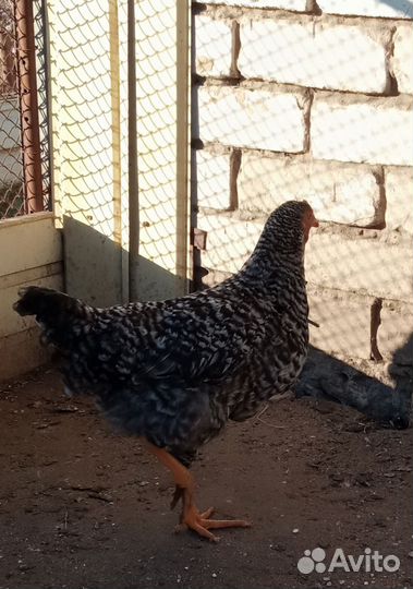 Петушки молодые