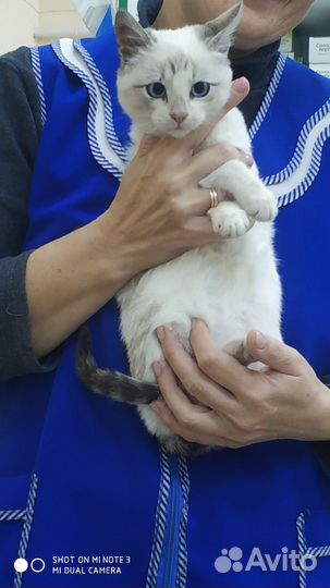 Кошечка в добрые руки