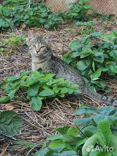 Котята в дар