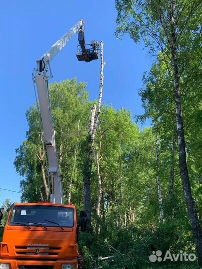 Валка деревьев арбористами. Любой сложности