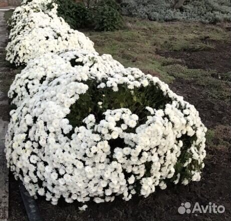 Хризантема мультифлора