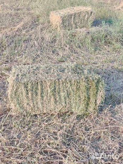 Сено луговое разнотравие, люцерна