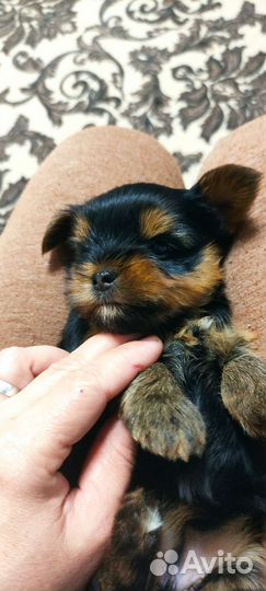 Йоркширский терьер