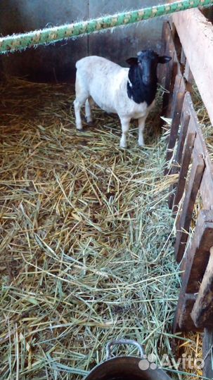 Овцы ягнята