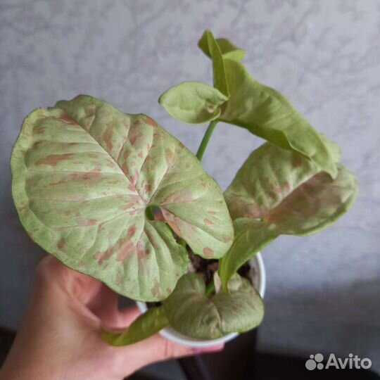Сингониум конфетти милк