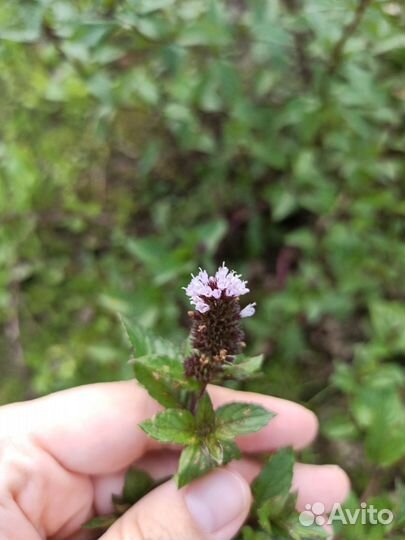 Мята шоколадная саженцы и срезка