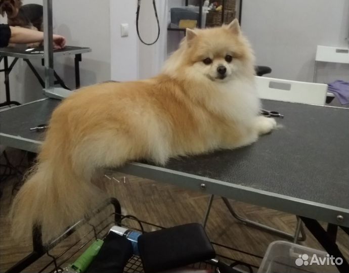Стрижка собак И кошек