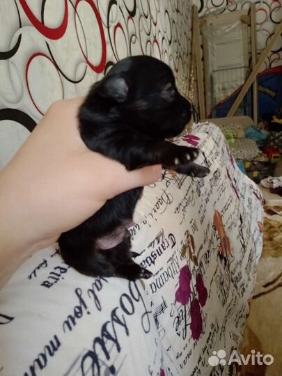 Собаки щенки