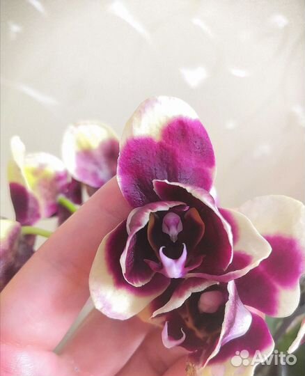 Орхидея фаленопсис мультифлора пелор