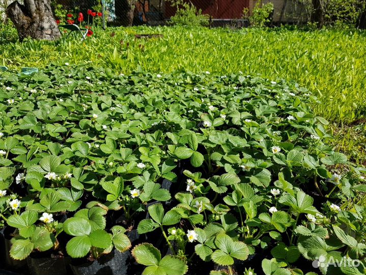 Саженцы клубники Бьянка Фрагола (Bianka Fragola 5)