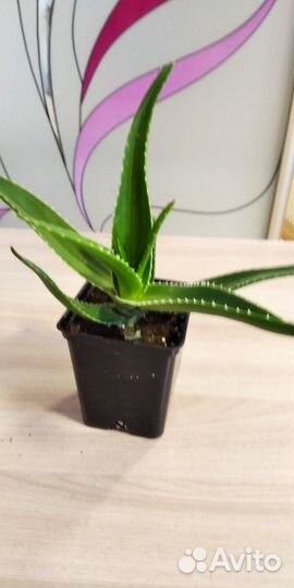 Алоэ вера (комнатное растение)