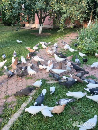 Продажа Голубей