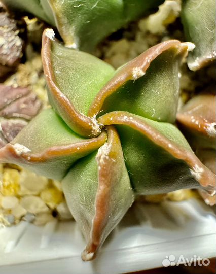 Кактус астрофитум мириостигма