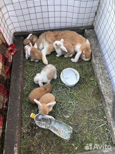 Кролики породы французский баран