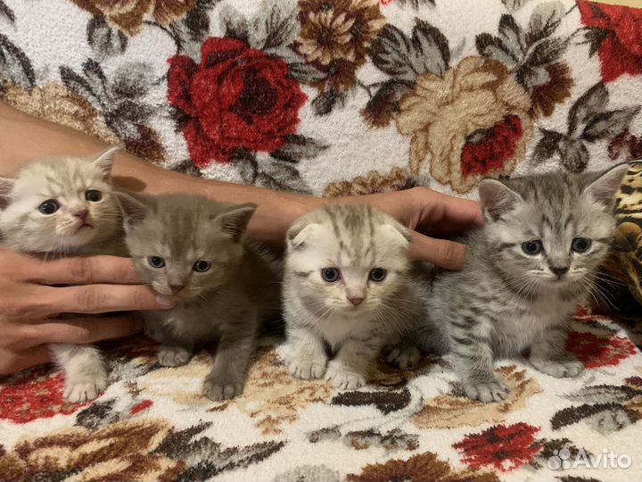 Британская котята