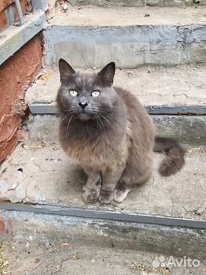 Кот в добрые руки