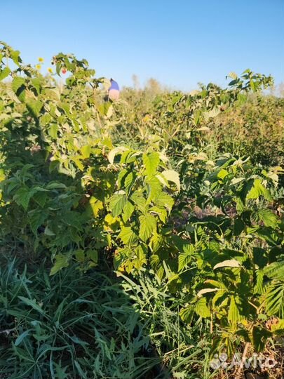 Саженцы малины