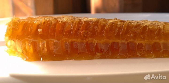 Мёд из колоды - тысячи лесных целебных медоносов