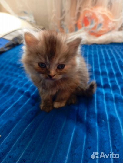 Продам британских котят