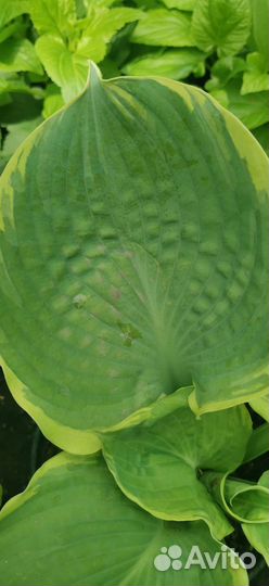 Хоста гиганская