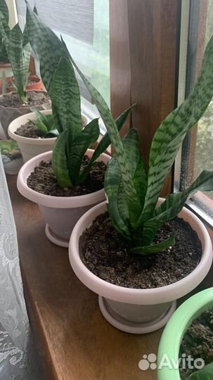 Сансевиерия