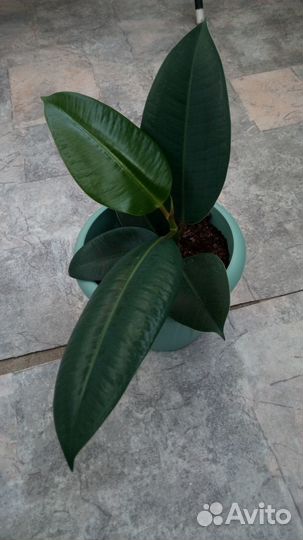 Фикус каучуконосный