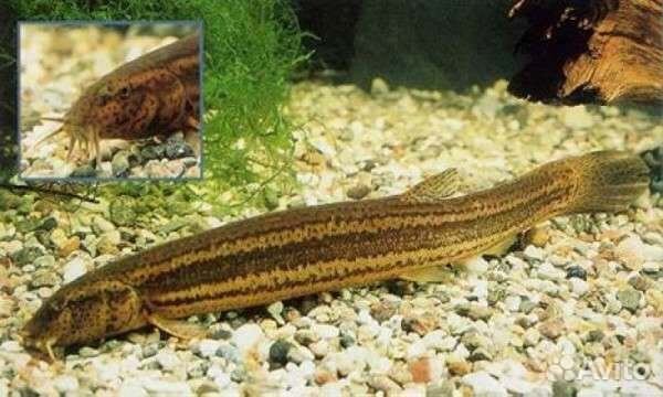 Малёк Вьюна Почистить дно водоема Доставка