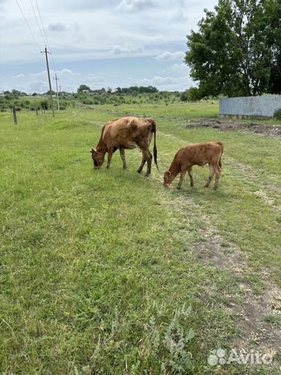 Коровы с бычками