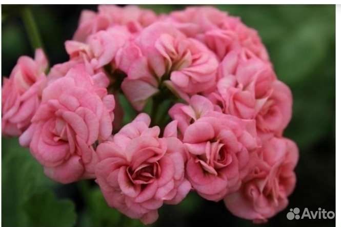 Пеларгония,герань