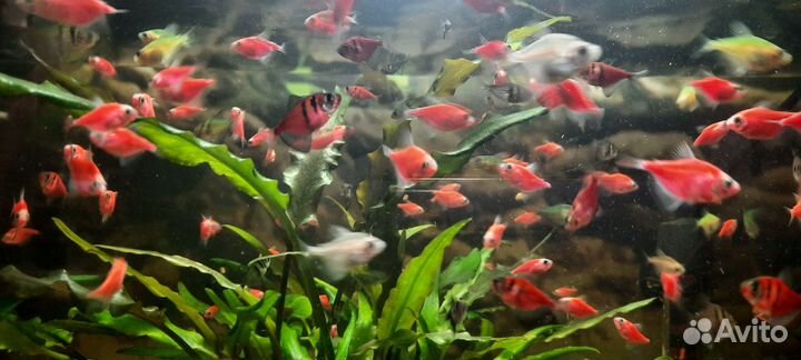 Тернеция гло