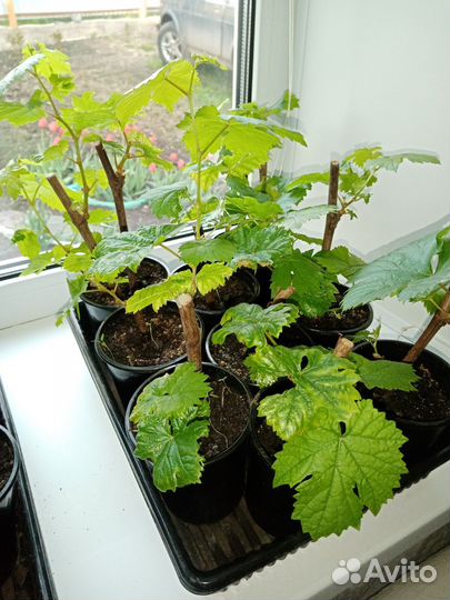 Саженцы винограда