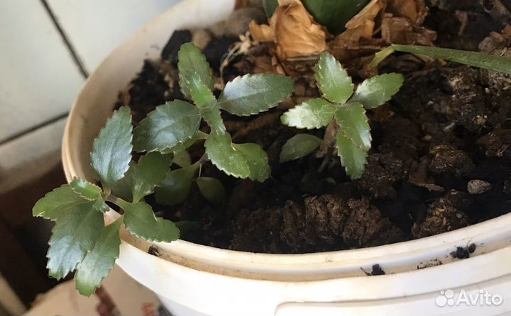 Каланхоэ лечебное