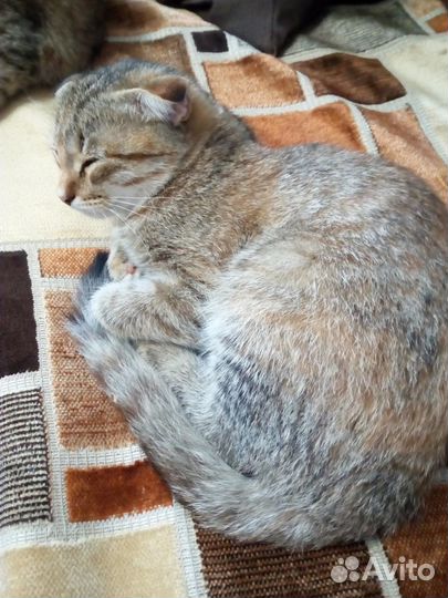 Котенок девочка 3,5 месяца