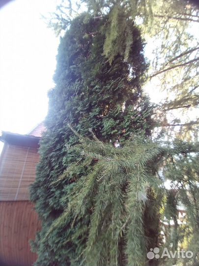 Туя западная смарагд