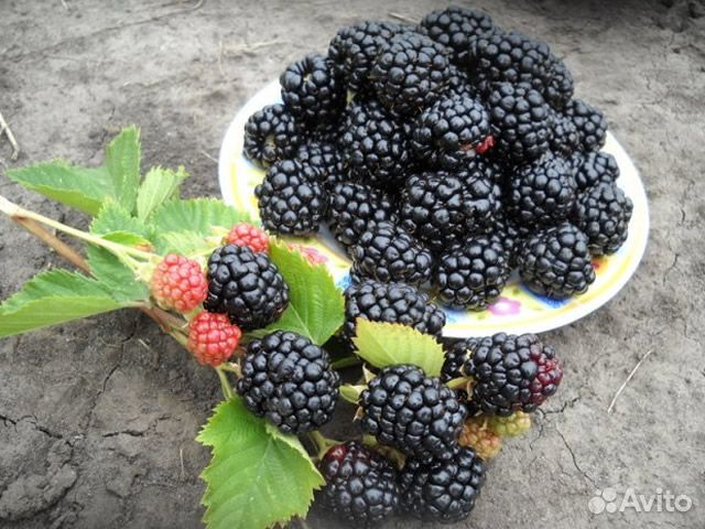 Ежевика. Саженцы с зкс