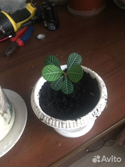 Комнатные цветы пальма