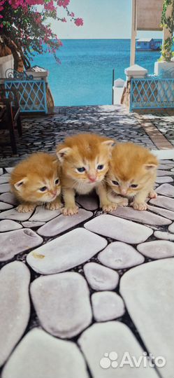 Британские котята