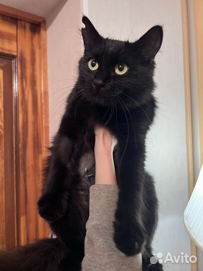 Кошечка в добрые руки