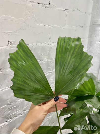 Пальма Кариота 150 см