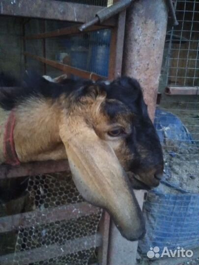 Нубийский козёл случка