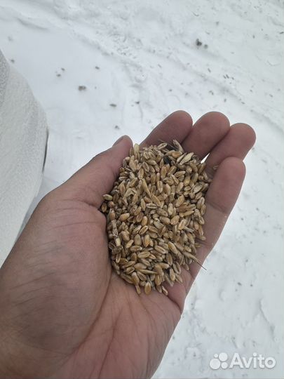 Зерно пшеница 5 класс