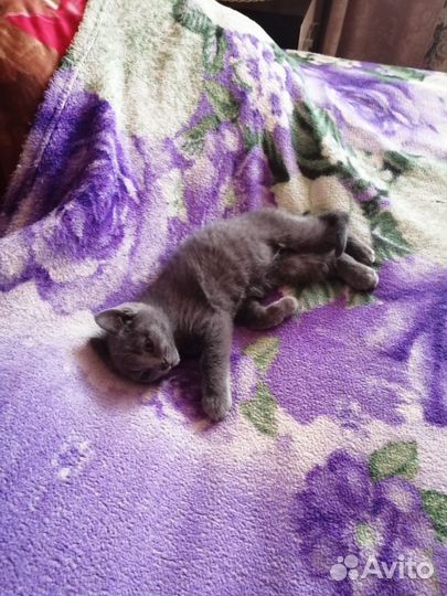 Котик 1, 5 мес