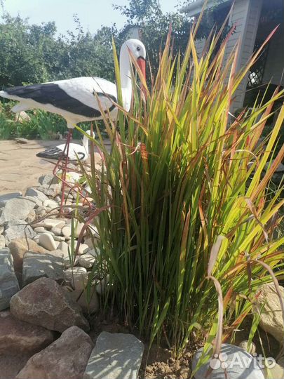 Императа цилиндрическая Red Baron (Ред Барон)