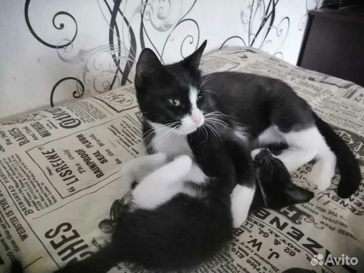 Стерилизованная кошечка