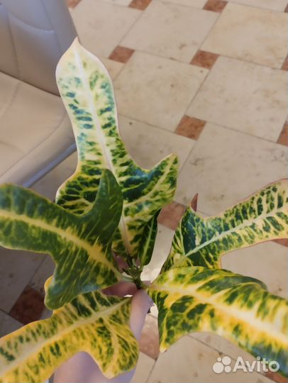 Кротон. Петра, экселент, брызги шампанского