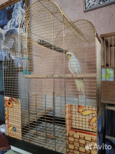 Продам попугая Корелла. торг