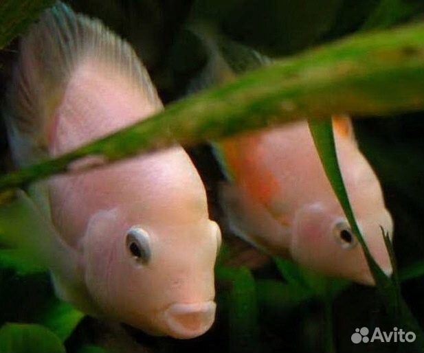 Аквариумные рыбки