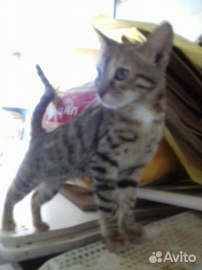 Котята мальчик и 2 девочки