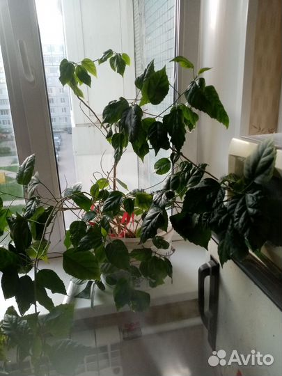 Китайская роза