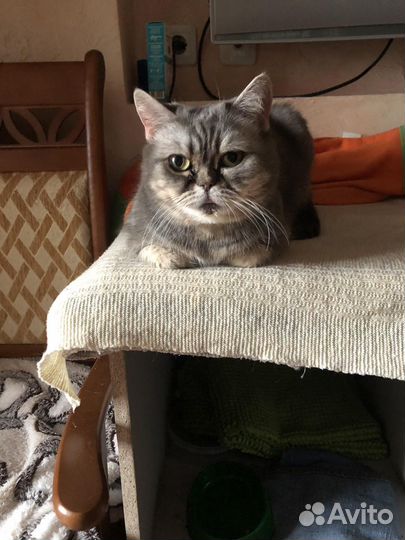 Кошка экзот